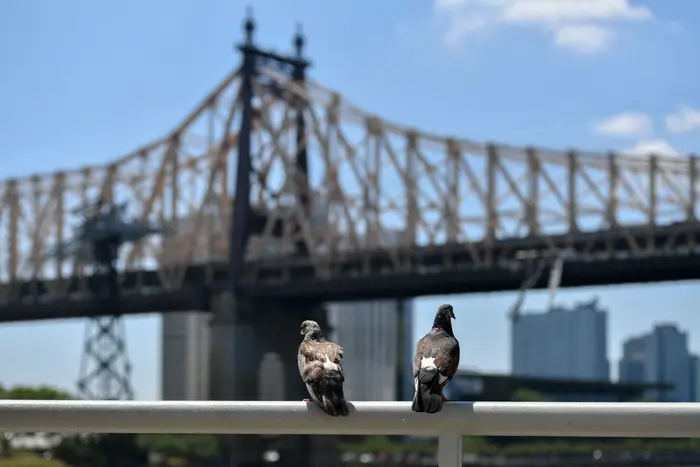 Two pigeons sitting on a ledge, with the 59th Street Bridge in the background